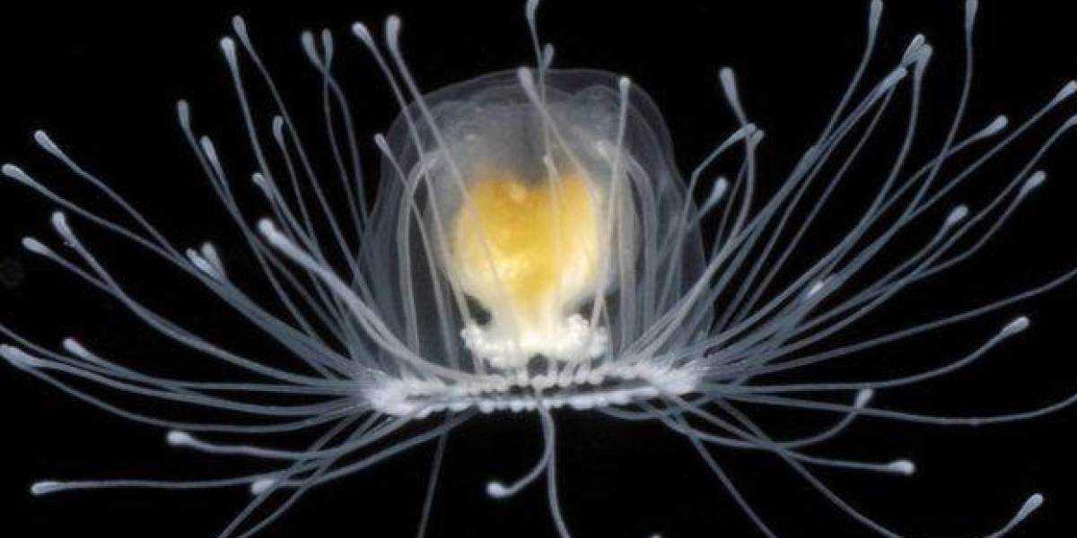 El secreto de la inmortalidad podría estar en las medusas y su capacidad de rejuvenecimiento