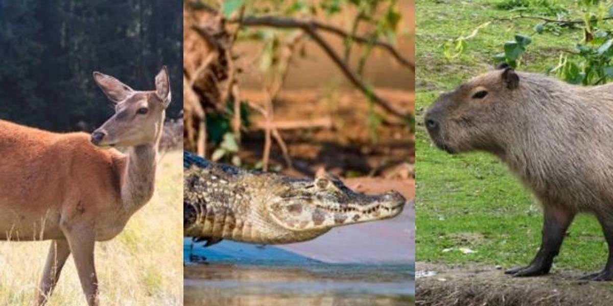 Ministerio de Ambiente rechaza la promoción que dio programa de TV a la cocina con animales silvestres