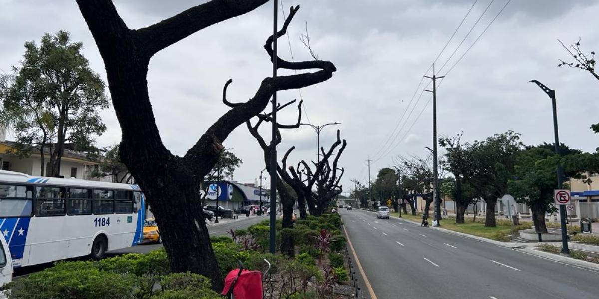 Guayaquil plantará árboles en sus avenidas en 2025