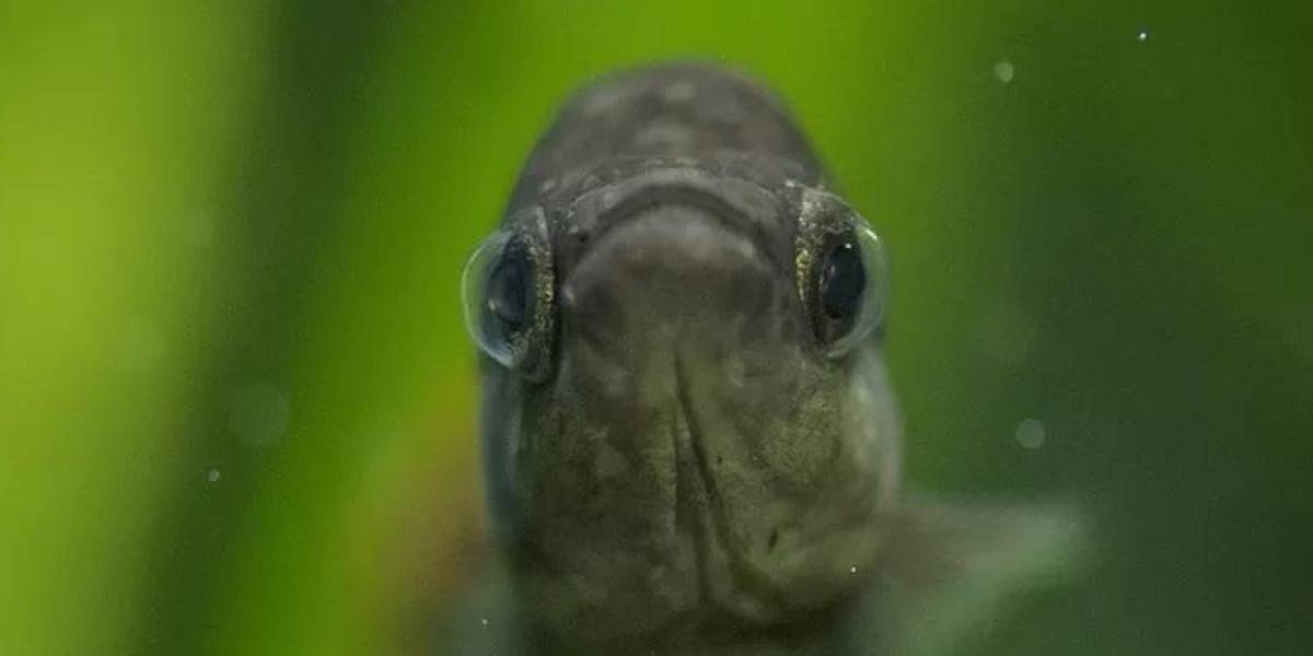Pez Tequila: el curioso caso del pez extinto que volvió a la vida en los ríos de México