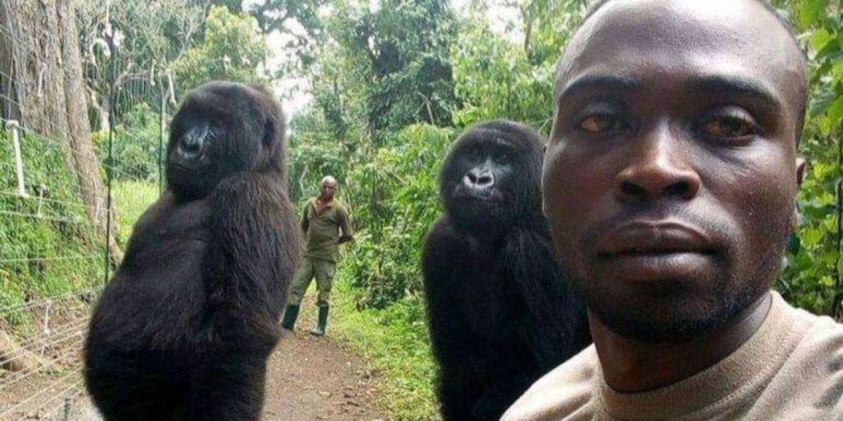La historia de Ndakasi, la gorila que se volvió famosa por un selfie con un guardabosques y murió en brazos de su cuidador