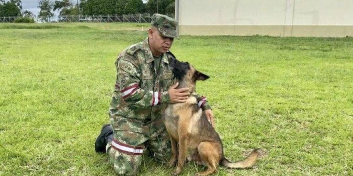 Para salvar a Wilson, el perro que se perdió en la selva de Colombia, usan dos hembras en celo