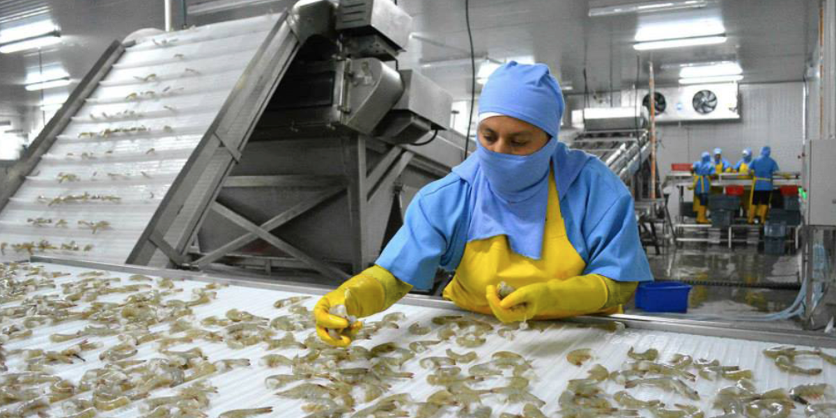 Ecuador asegura que cumple con medidas sanitarias para camarones tras sanción de Brasil