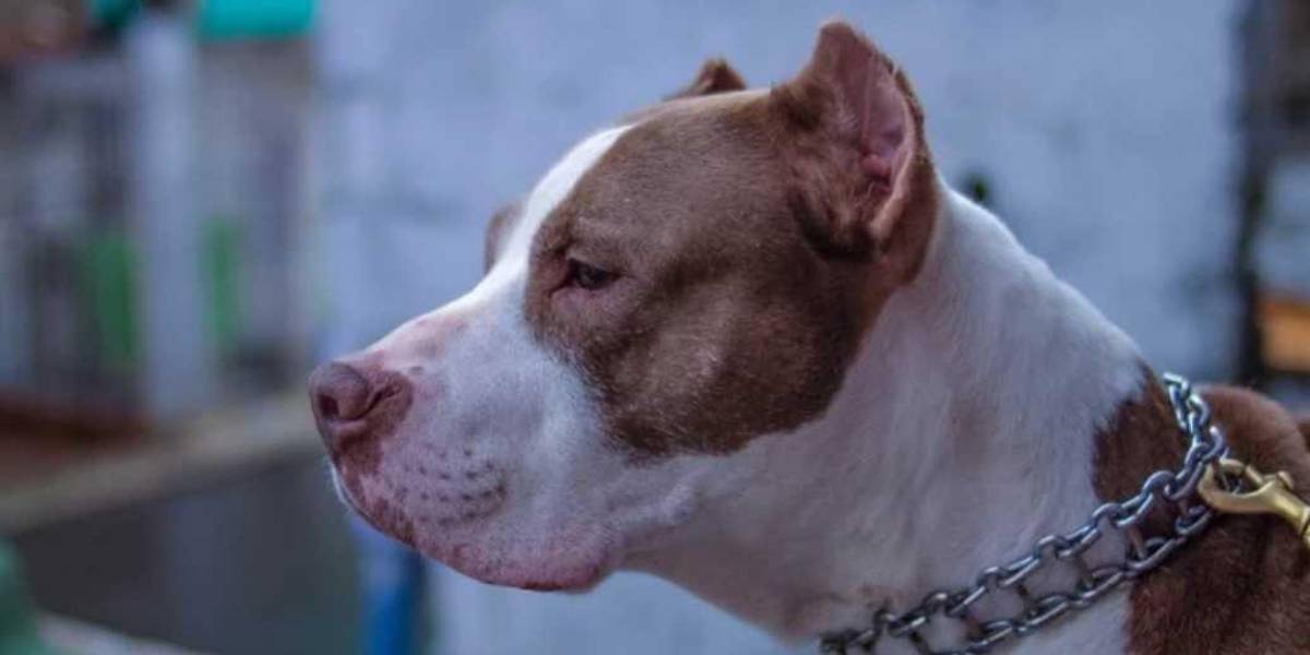 Una niña de nueve años murió tras ser atacada por dos perros pitbull, en Durán