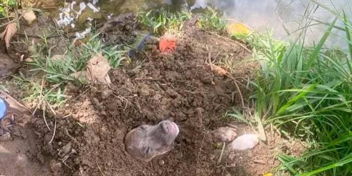 A tres metros bajo tierra, un perro fue enterrado vivo en Colombia.