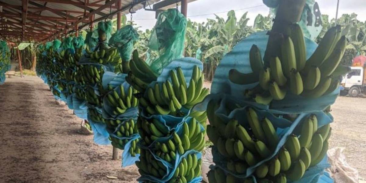 Bananeros piden ayuda al Gobierno ante colapso de ventas a Rusia y Ucrania