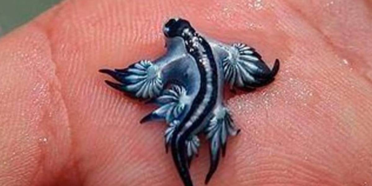 El dragón azul, el molusco venenoso que ha obligado a cerrar playas en España