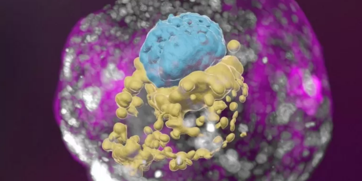 El modelo de embrión que los científicos lograron crear sin óvulos, esperma o útero