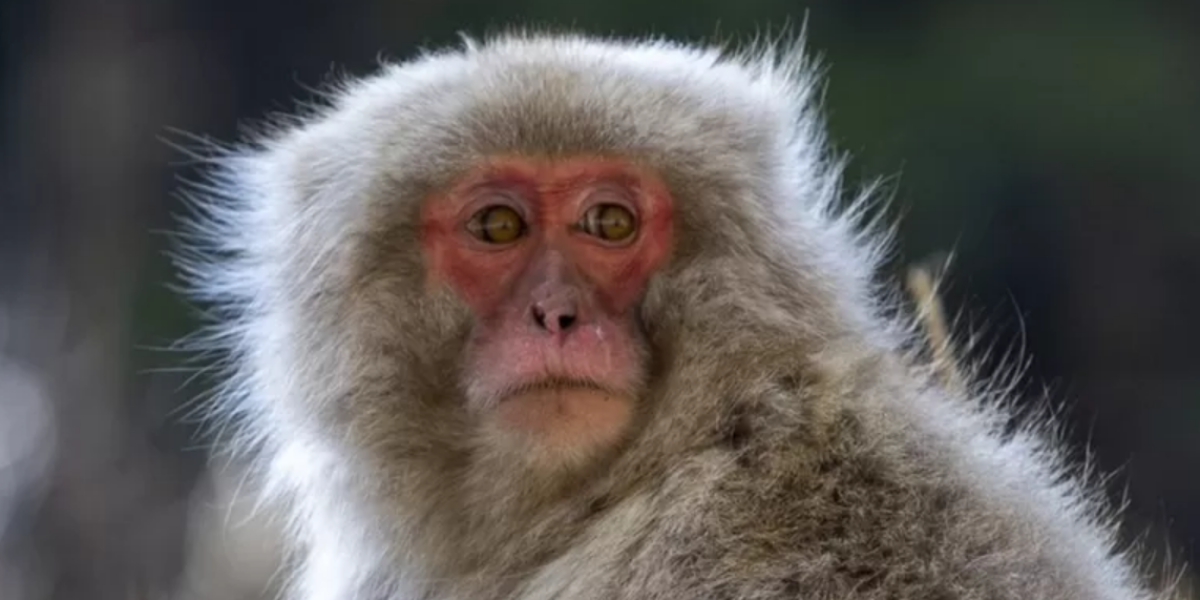 Capturan y matan en Japón a uno de los macacos que aterrorizó un pueblo