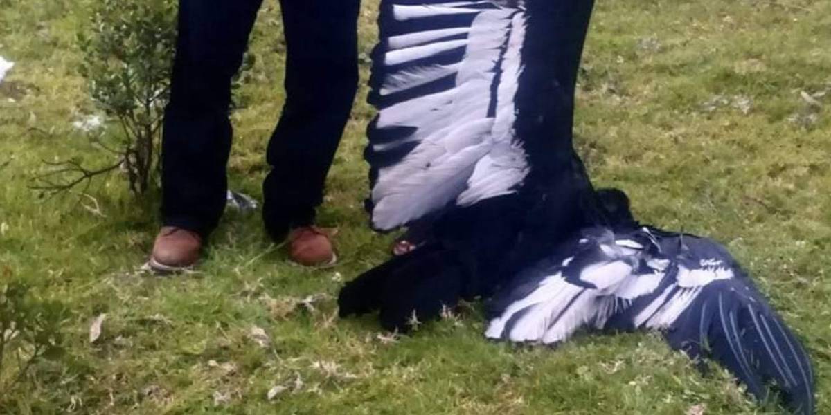 Investigan la muerte de una cóndor hembra adulta en Imbabura