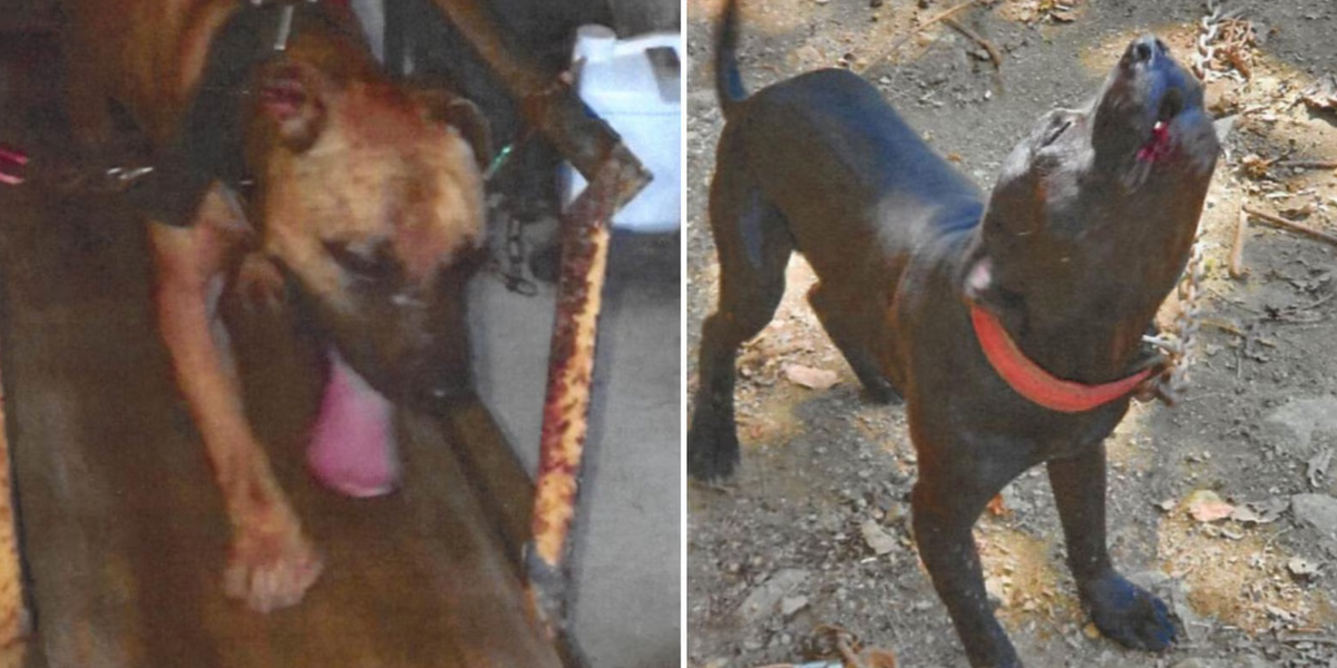Siete años de cárcel para un puertorriqueño por criar perros para cientos de peleas