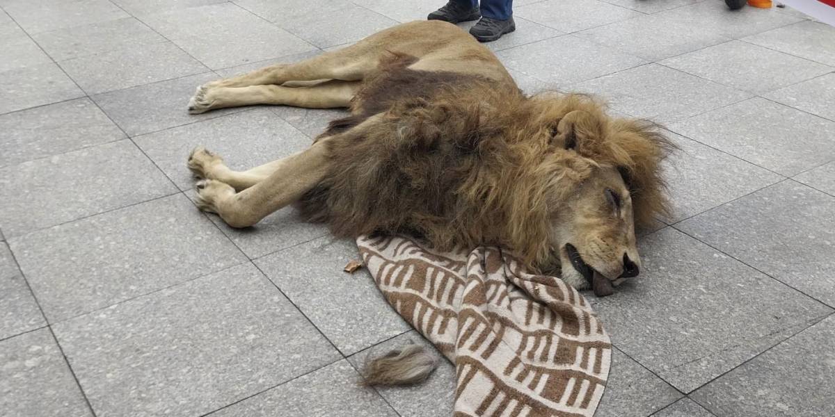 Protestan con un león muerto frente a la sede del gobierno de Chile