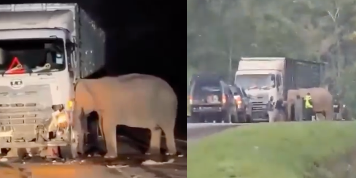 Madre elefanta permanece horas junto al camión que atropelló a su cría en Malasia