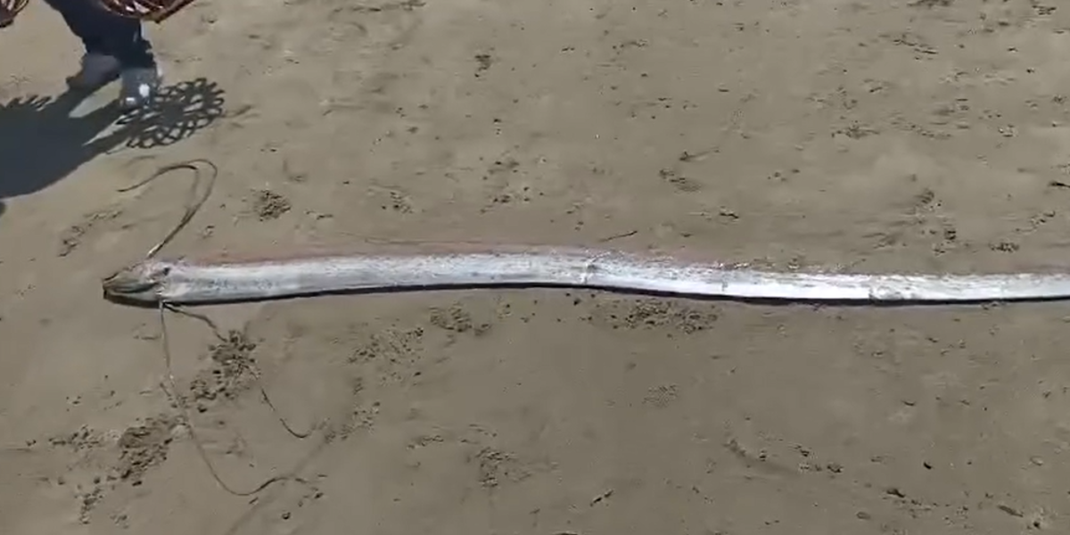 Santa Elena | Un pez remo de más de tres metros apareció en una playa de Salinas