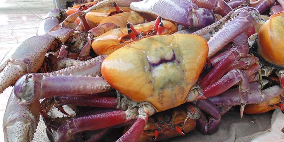 La veda del cangrejo culminó, desde este 20 de agosto se puede volver a consumir el crustáceo