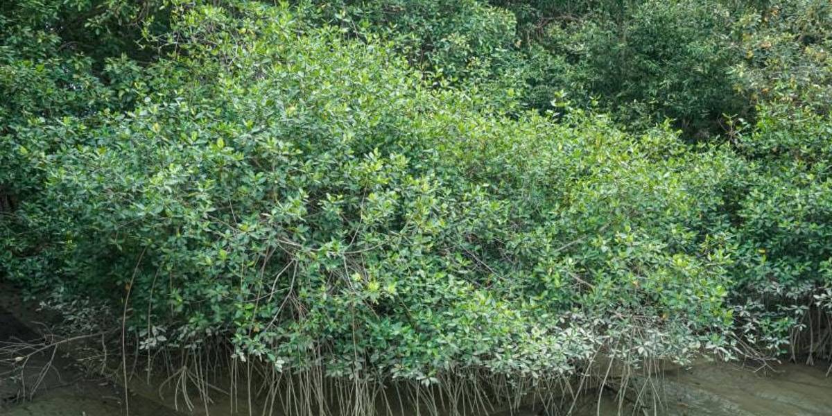 Científicos descubren un manglar asiático en Ecuador, considerado como una potencial amenaza para las especies nativas