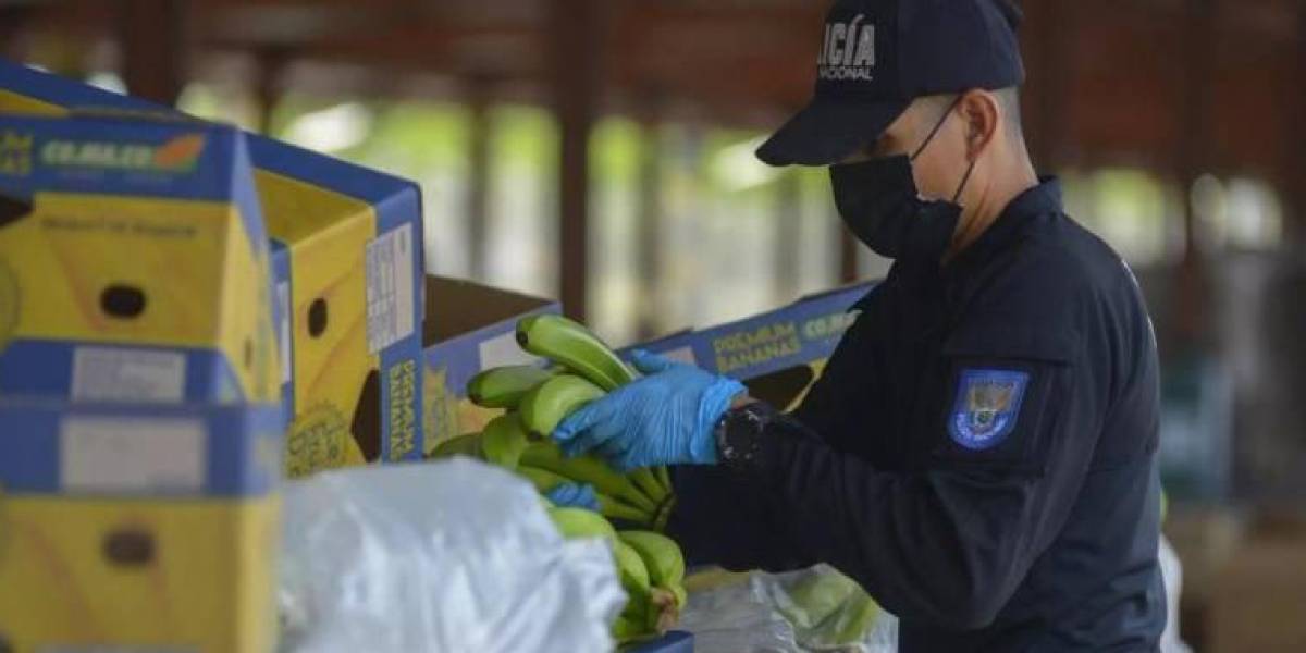 Por cada contenedor de banano que los narcos contaminan con droga en Ecuador, el exportador pierde algo más de USD 12.000