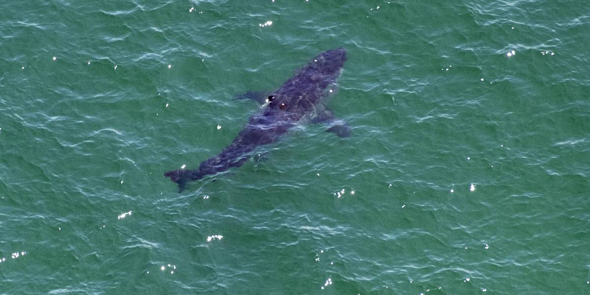 Una mujer muere y un hombre resulta gravemente herido tras ataque de tiburón en Australia