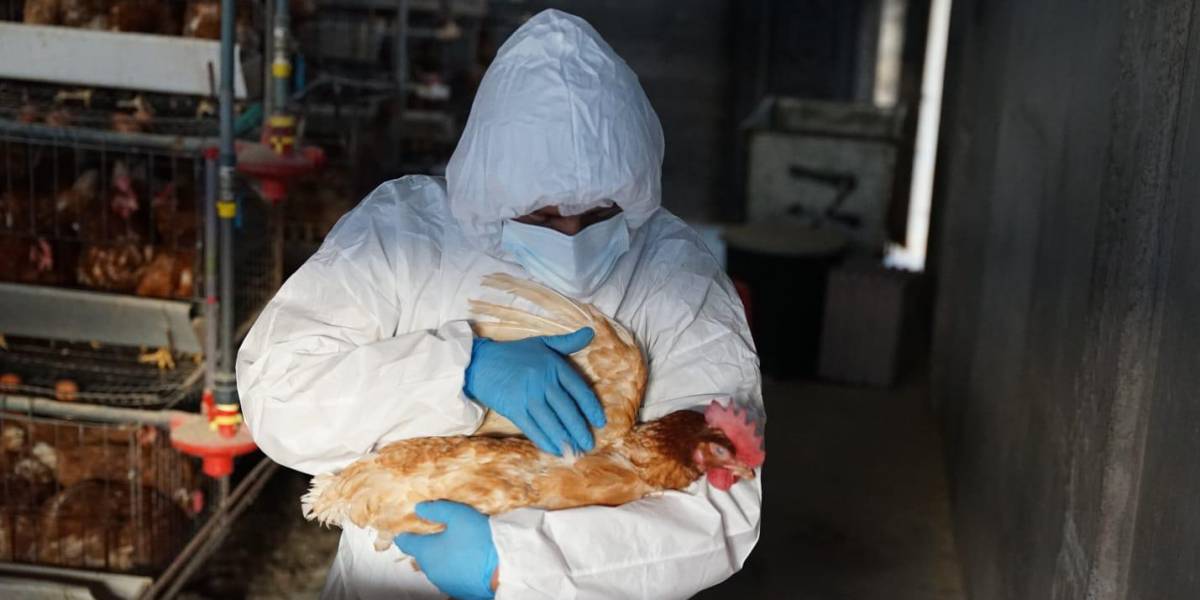 25 ciudadanos en cerco epidemiológico por primer caso en Ecuador de una persona con gripe aviar