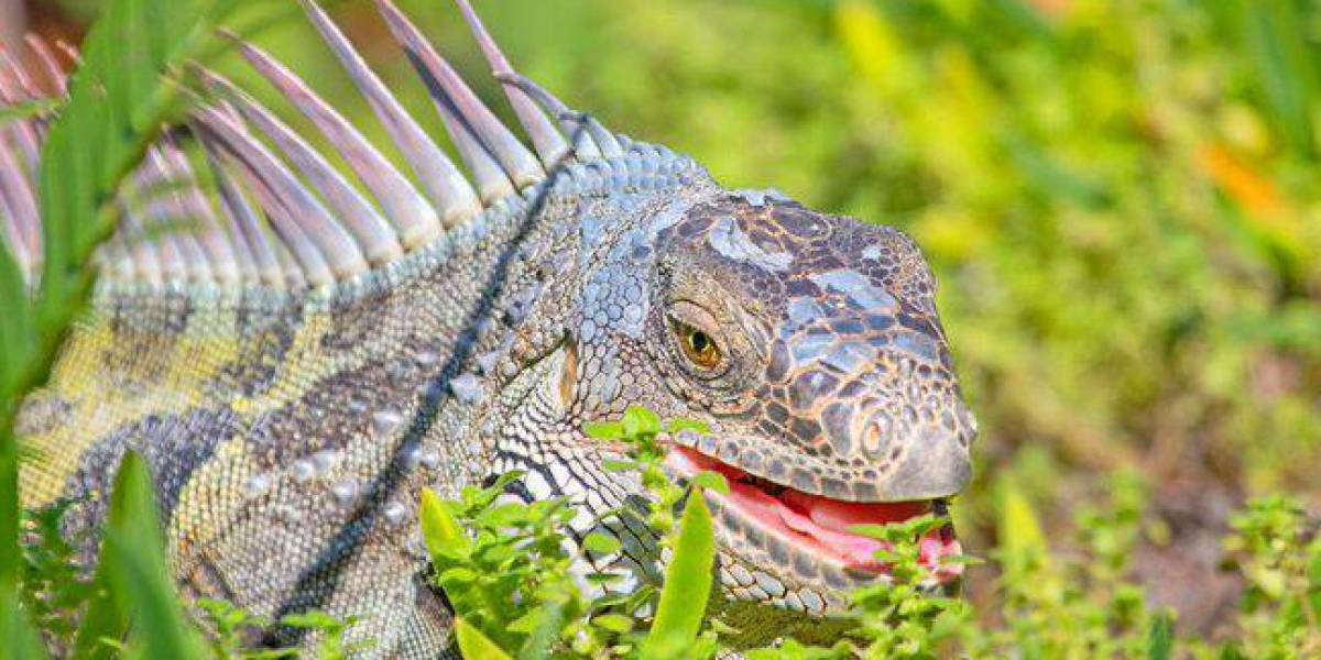 Piden en Florida que no se lleven a casa iguanas congeladas para reanimarlas