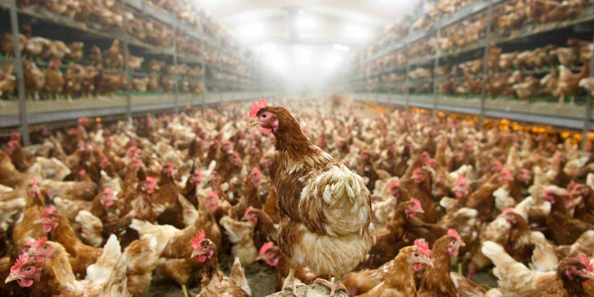 China anuncia la primera muerte de una persona por gripe aviar H3N8