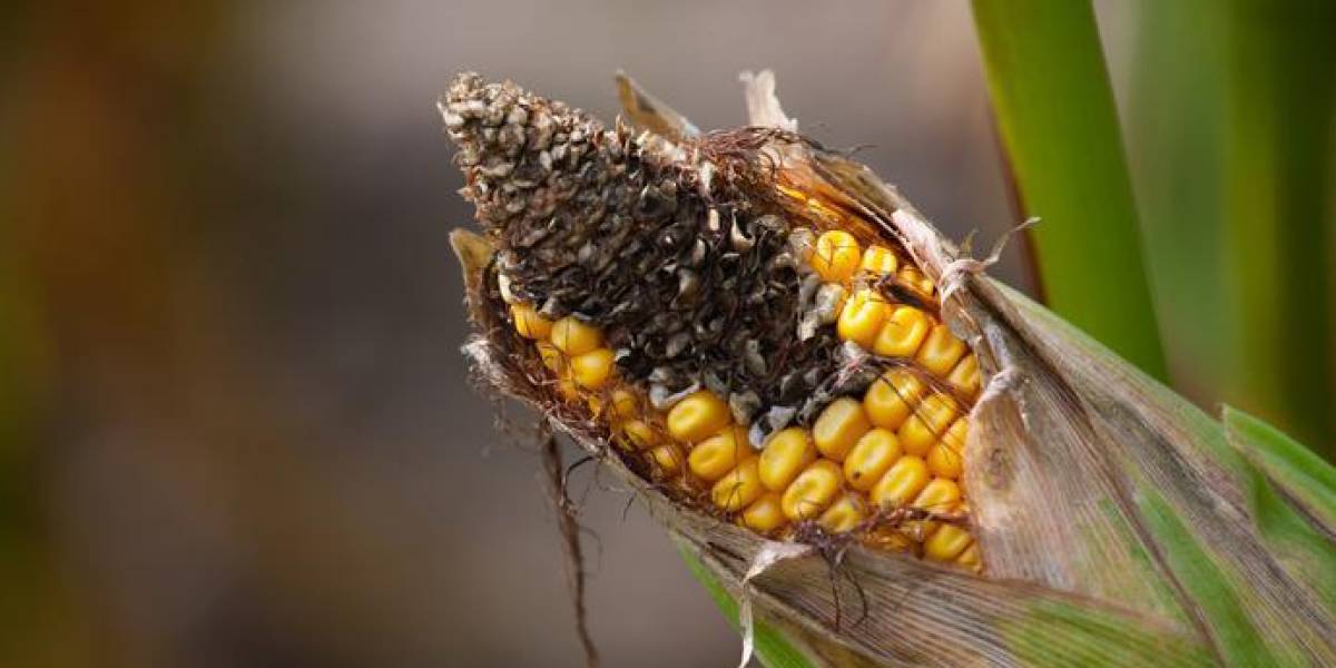 Plagas y hongos afectan producción de maíz en Manabí