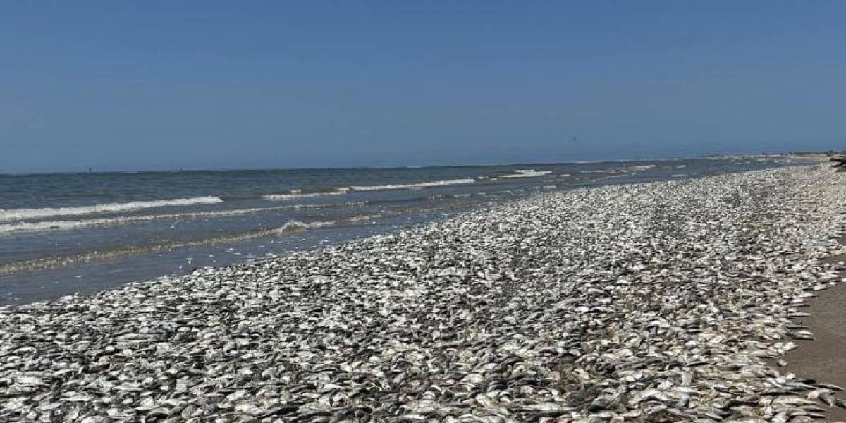 Estados Unidos: miles de peces aparecen muertos en la costa de Texas