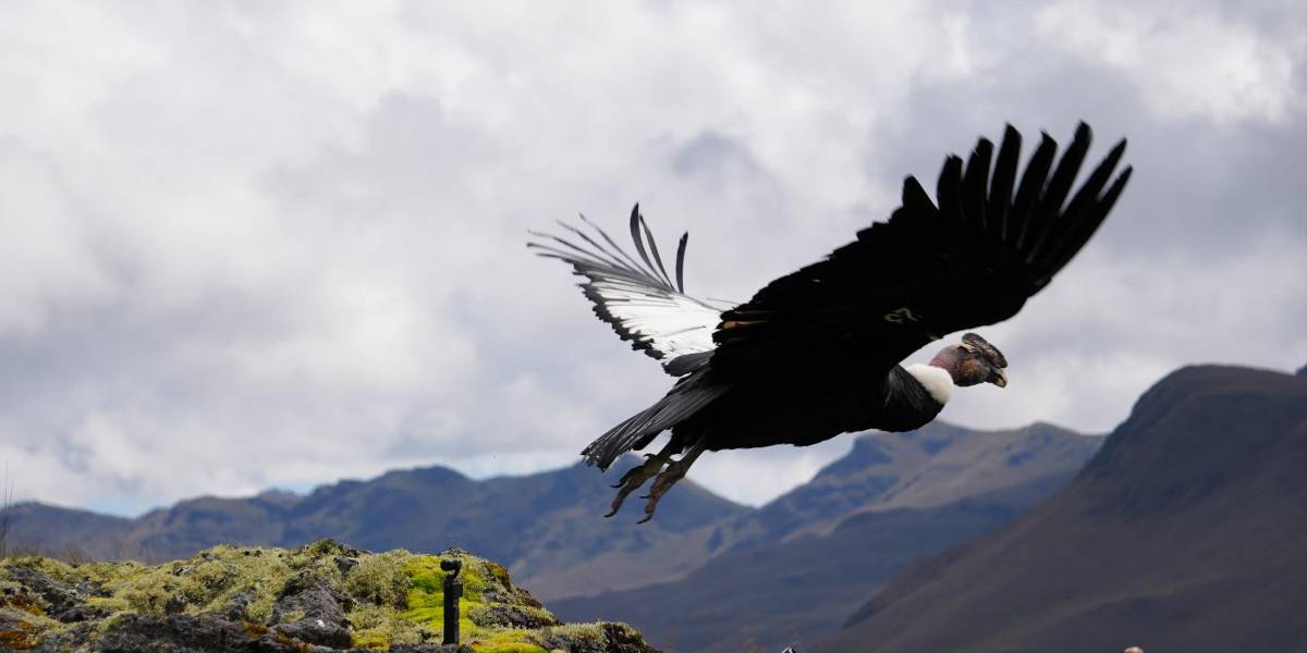Cuenca | Valentino, el cóndor andino herido con cinco perdigones, volvió a volar y regresó a su hogar