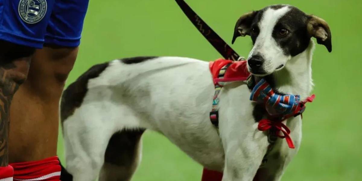 Jugadores del Bahía de Brasil salen a la cancha con perritos en adopción