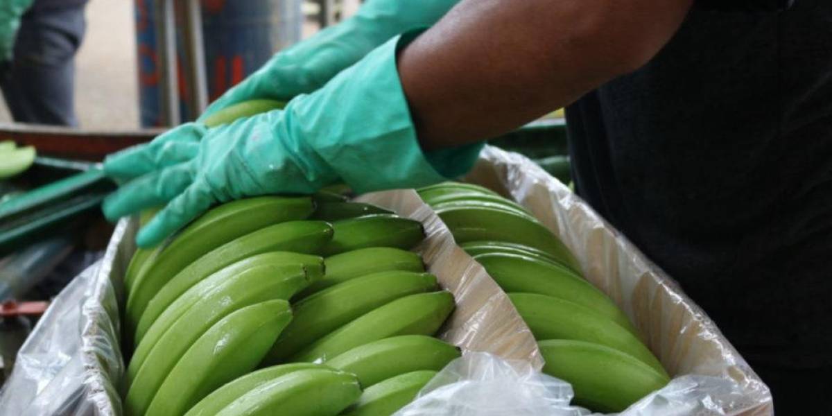 Ministerio de Agricultura inició procesos administrativos contra 12 exportadoras de banano