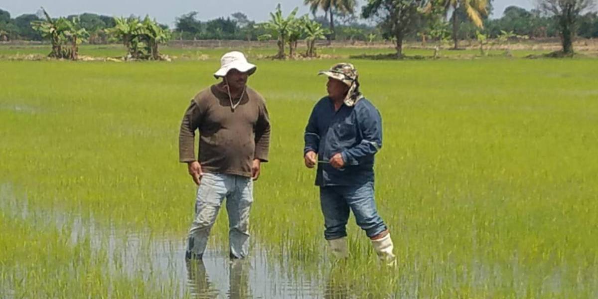 Agricultores denuncian que piladoras no respetan precios de las sacas de arroz
