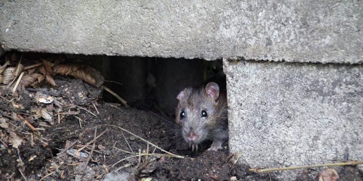 Las ratas se han duplicado en Guayaquil, actualmente hay 50 millones de estos roedores