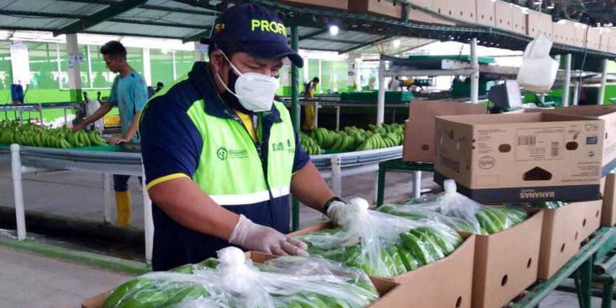 Precio mínimo de la caja de banano se fija en 6,50 dólares