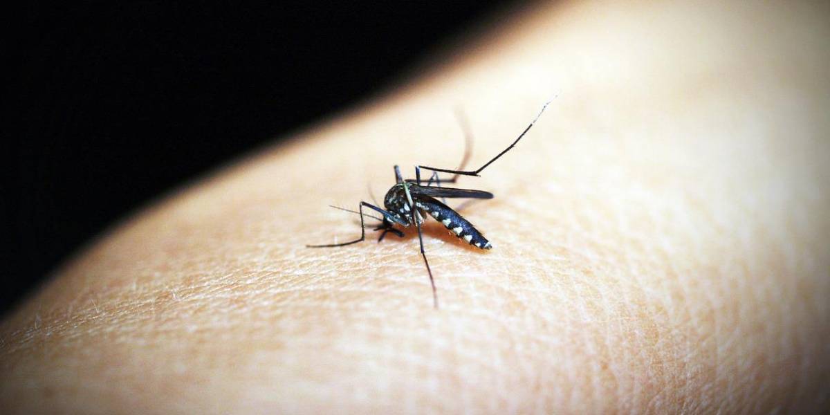 Una niña de siete años murió en Santo Domingo por dengue hemorrágico