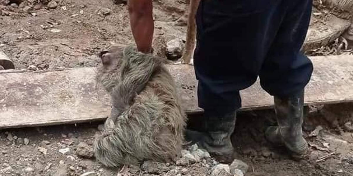 Indignación por el asesinato a golpes de un oso perezoso en Morona Santiago