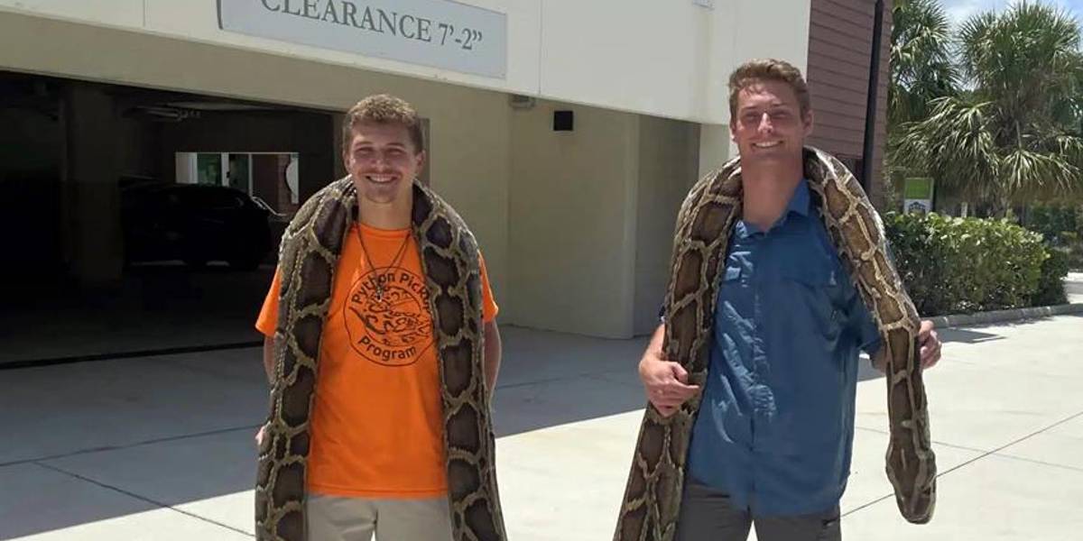 Estados Unidos: una pitón de 5,80 metros es capturada en Florida; es la más grande registrada en ese estado