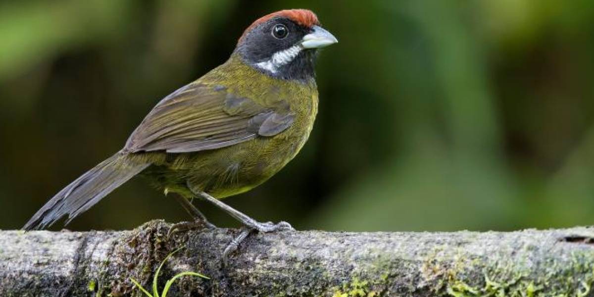 Descubren nueva subespecie de pinzón en los bosques nublados de Ecuador