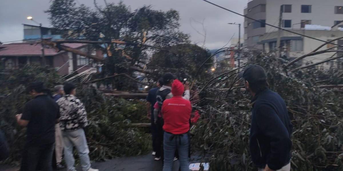 Quito: dos personas resultaron heridas tras caída de un árbol sobre un vehículo