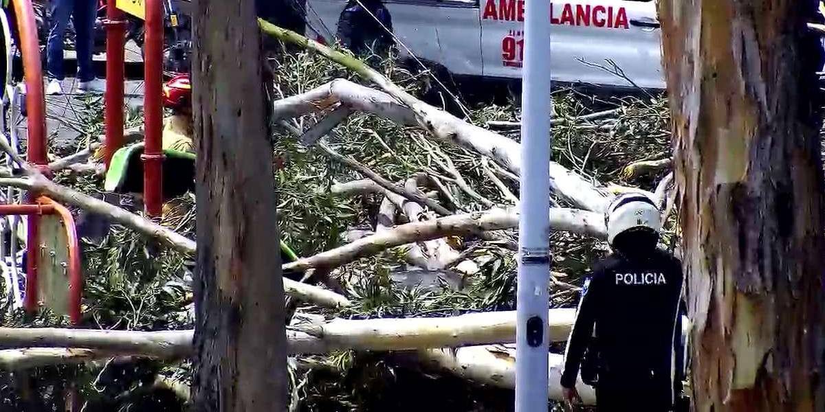 Dos niños murieron tras ser aplastados por un árbol en un parque de Cuenca