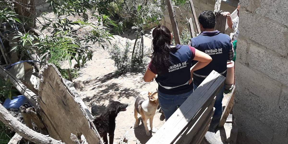 Quito: dos canes que sufrían maltrato fueron rescatados en el norte de la ciudad