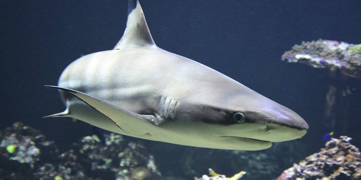 Dos personas resultaron heridas por ataques de tiburones en Florida el fin de semana