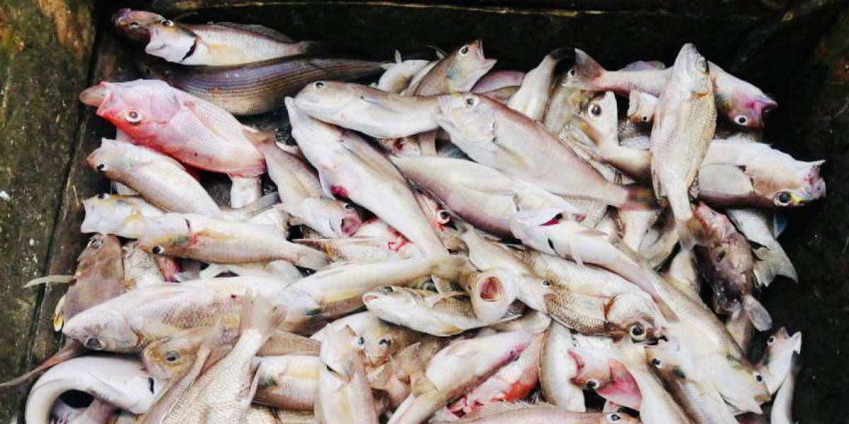 Pescadores en Posorja constatan que las especies están migrando a zonas más frías