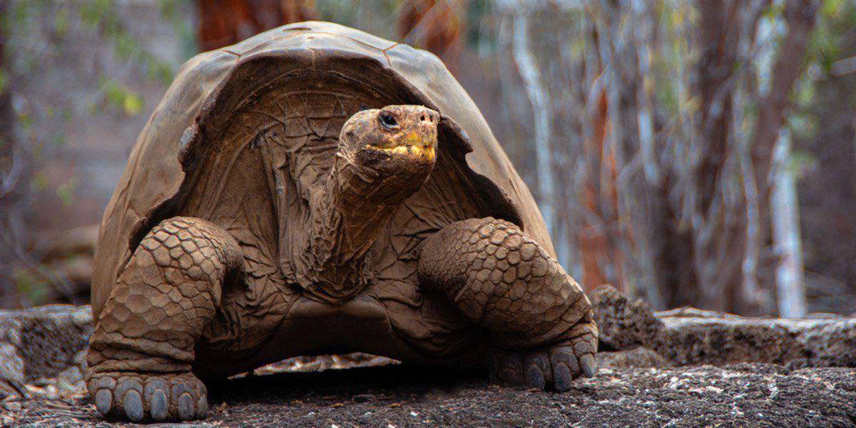 Las especies invasoras en la Isla Floreana se erradicarán para reintroducir 12 especies endémicas