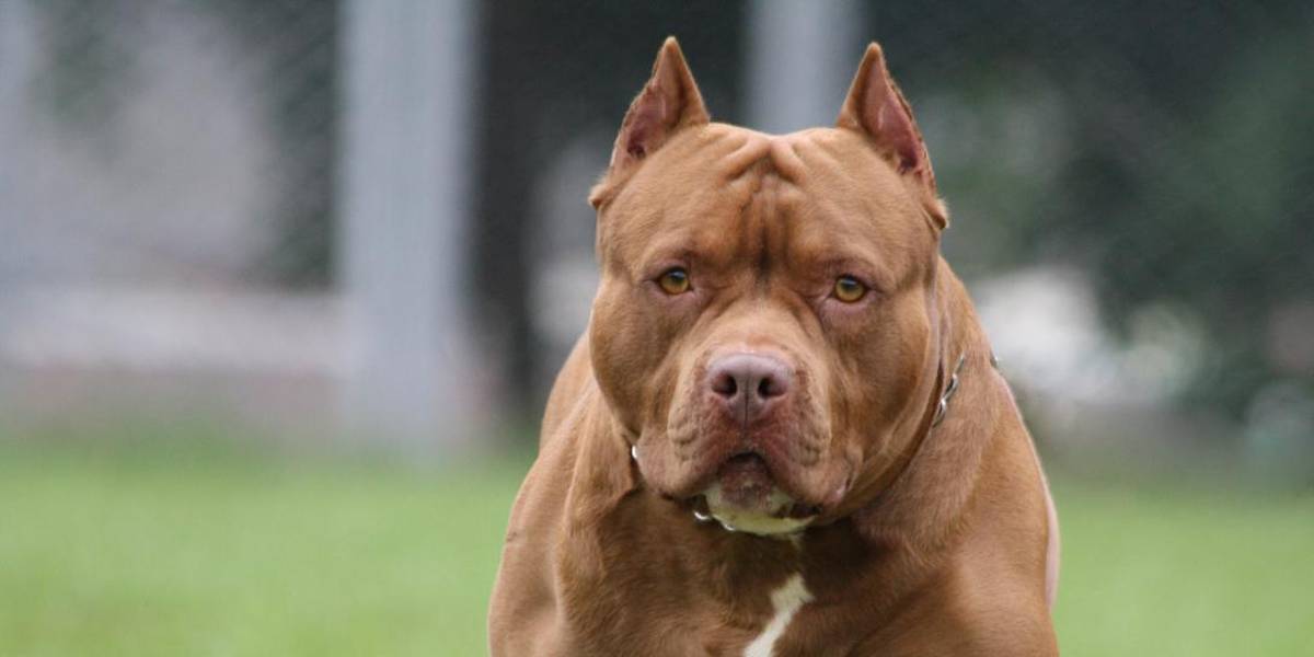 Un pitbull disparó contra su dueño en Estados Unidos