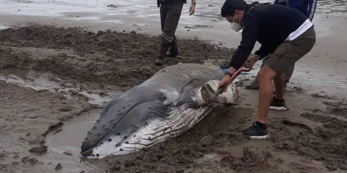 Más de siete horas duró el rescate de ballena varada en la provincia de Santa Elena
