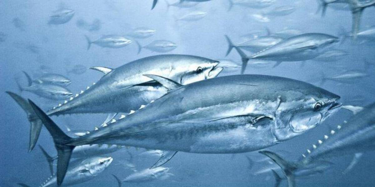Por qué los altos niveles de mercurio en el atún no disminuyen desde hace décadas