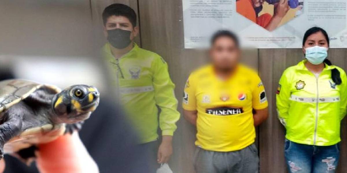 Detienen a hombre en Quito por presunta tenencia ilegal de 16 tortugas
