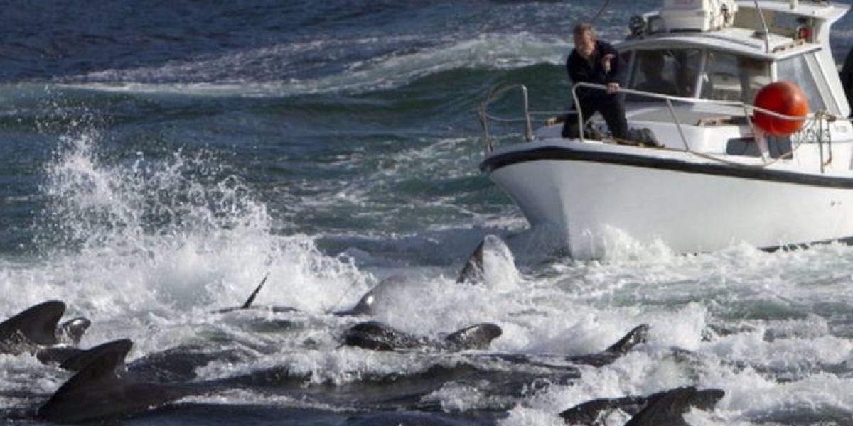 El enojo en las Islas Feroe por la matanza récord de más de 1.400 delfines en un día
