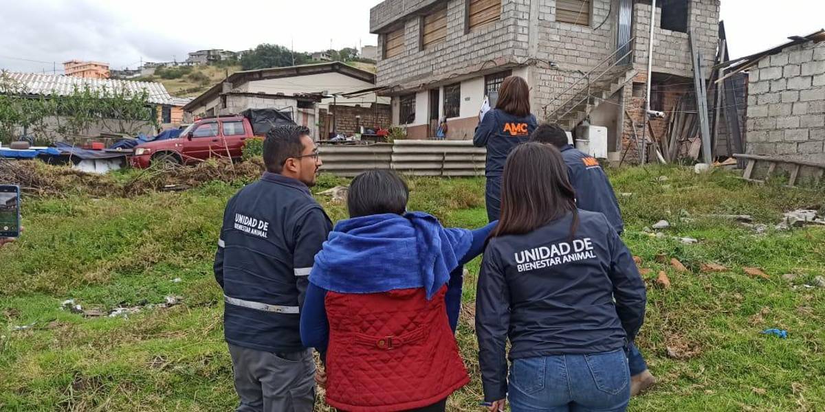 Quito: autoridades investigan el caso de un perro que murió ahorcado en el sur