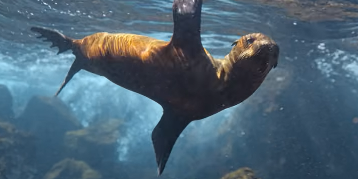 Disney estrenará documental sobre los leones marinos de las Galápagos
